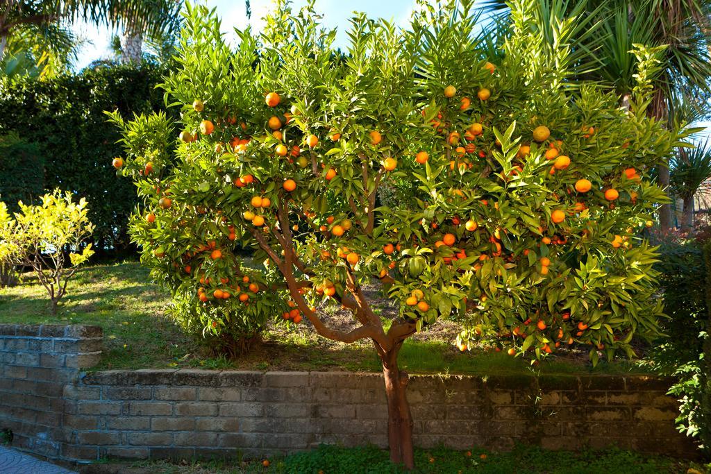 Aquilamaior Tragliata Bagian luar foto